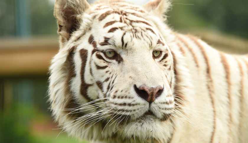 close up shot of a white bengal tiger