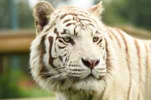 close up shot of a white bengal tiger
