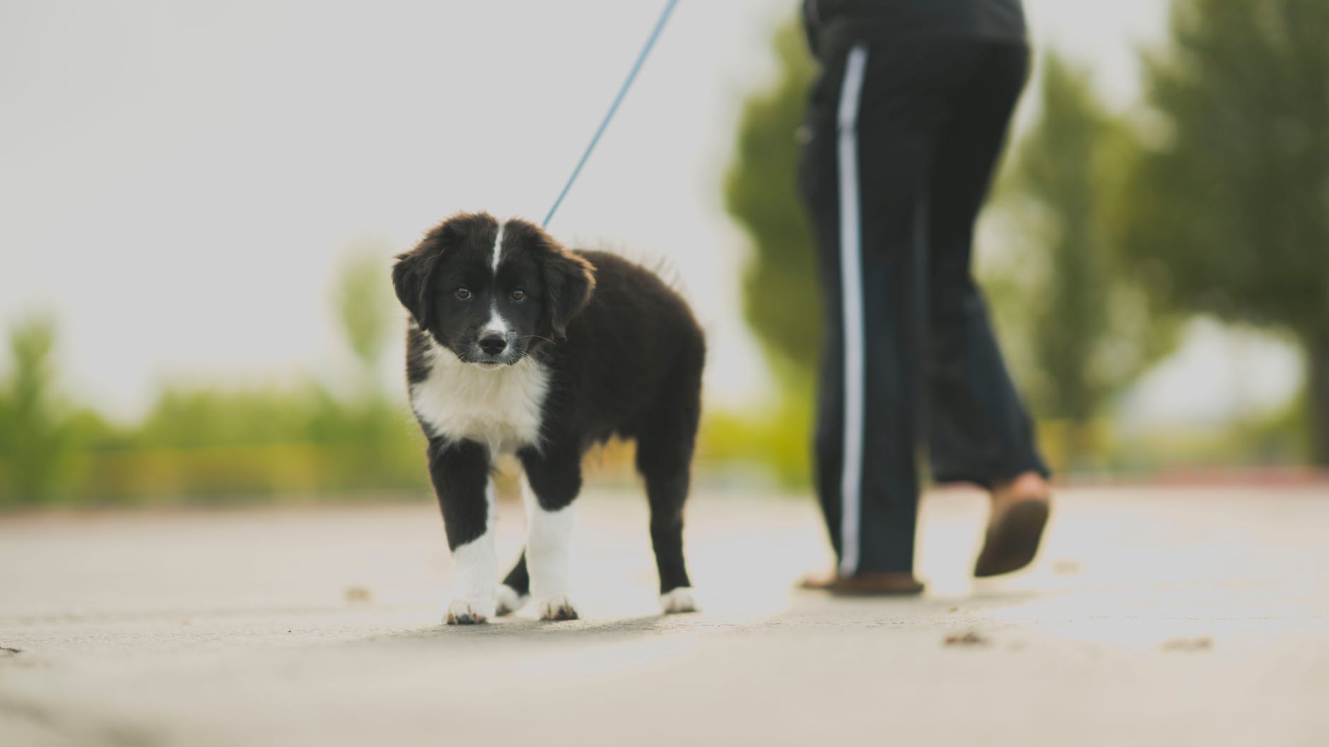 person in track pants walking a black and white border collie outdoors