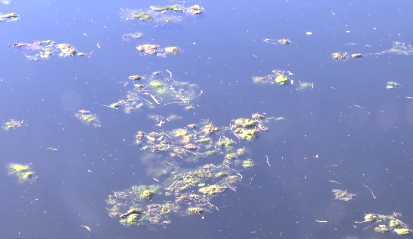 DOH-Collier issues blue-green algae health alert for Lake Avalon