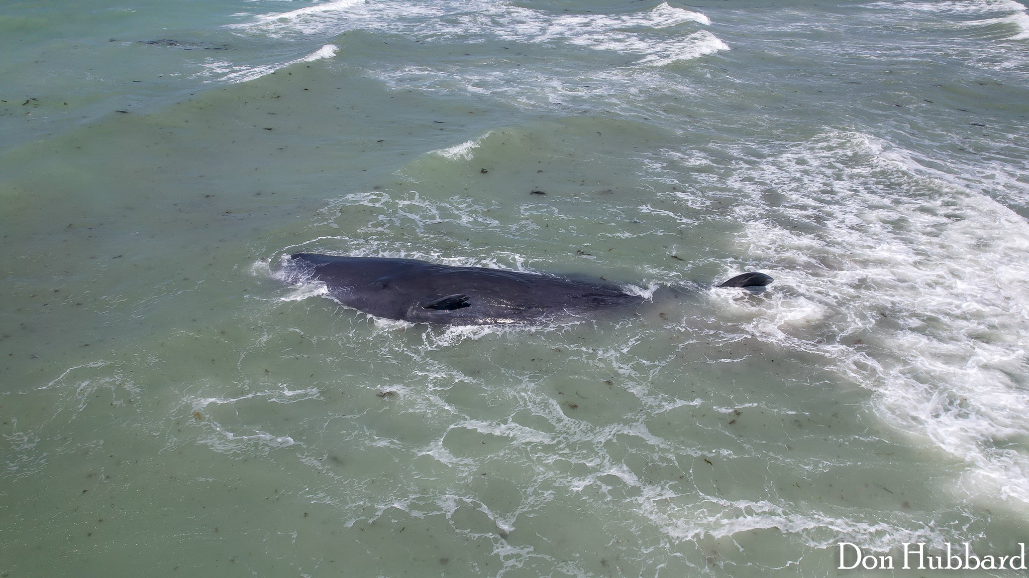 Whale stranded off coast of Venice