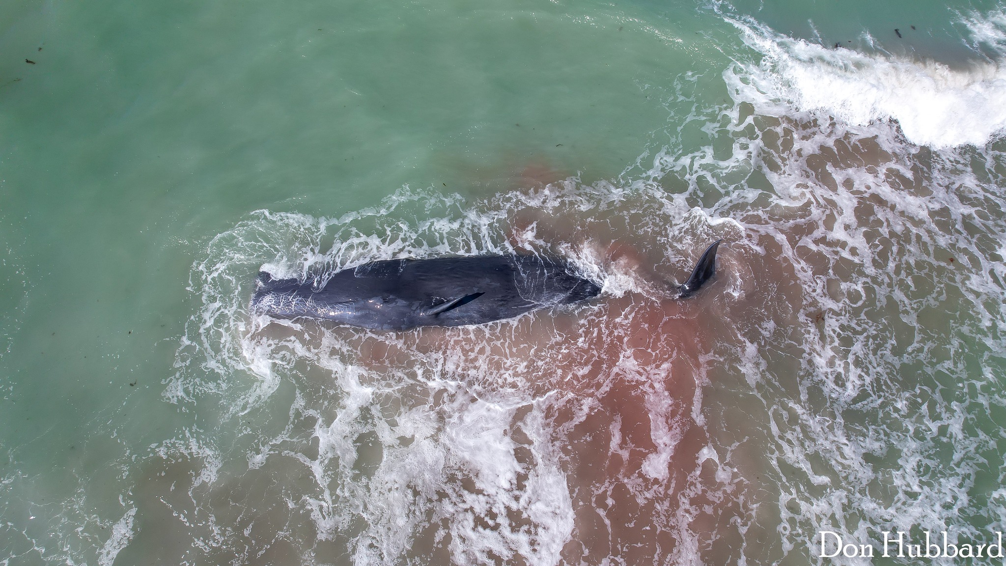 Whale stranded off coast of Venice