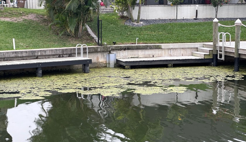 Green Algae in Cape Coral