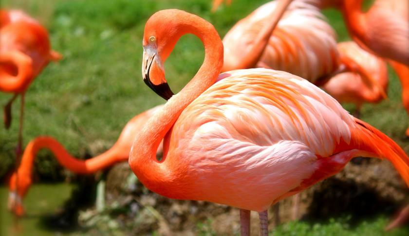 orange flamingo