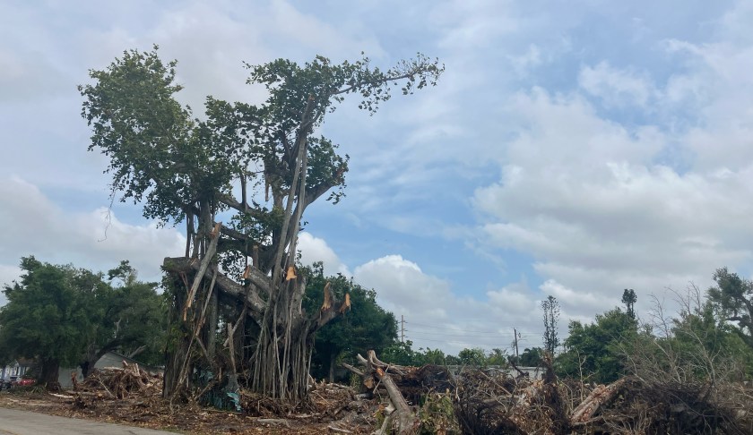 The banyan tree now destroyed Michigan Avenue