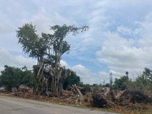The banyan tree now destroyed Michigan Avenue
