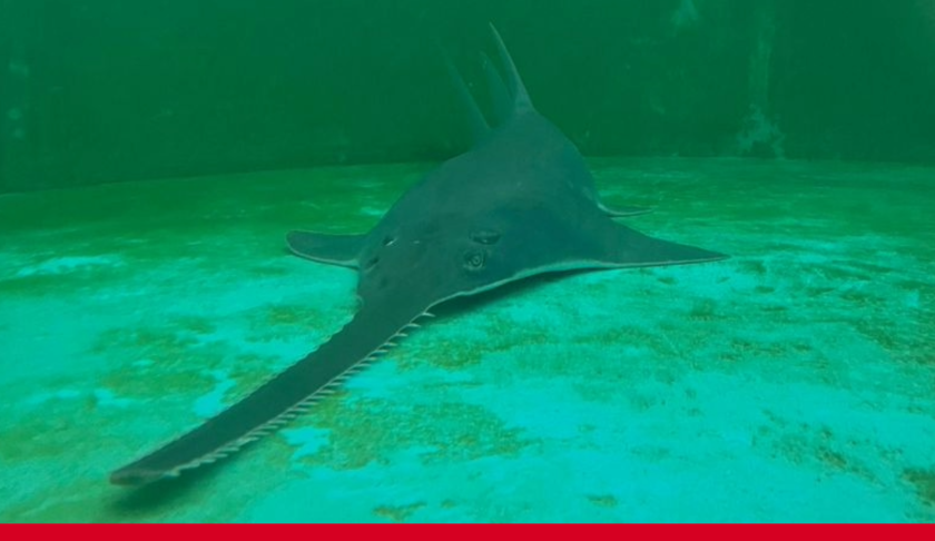 smalltooth sawfish