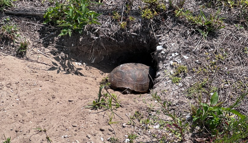 gopher tortoise