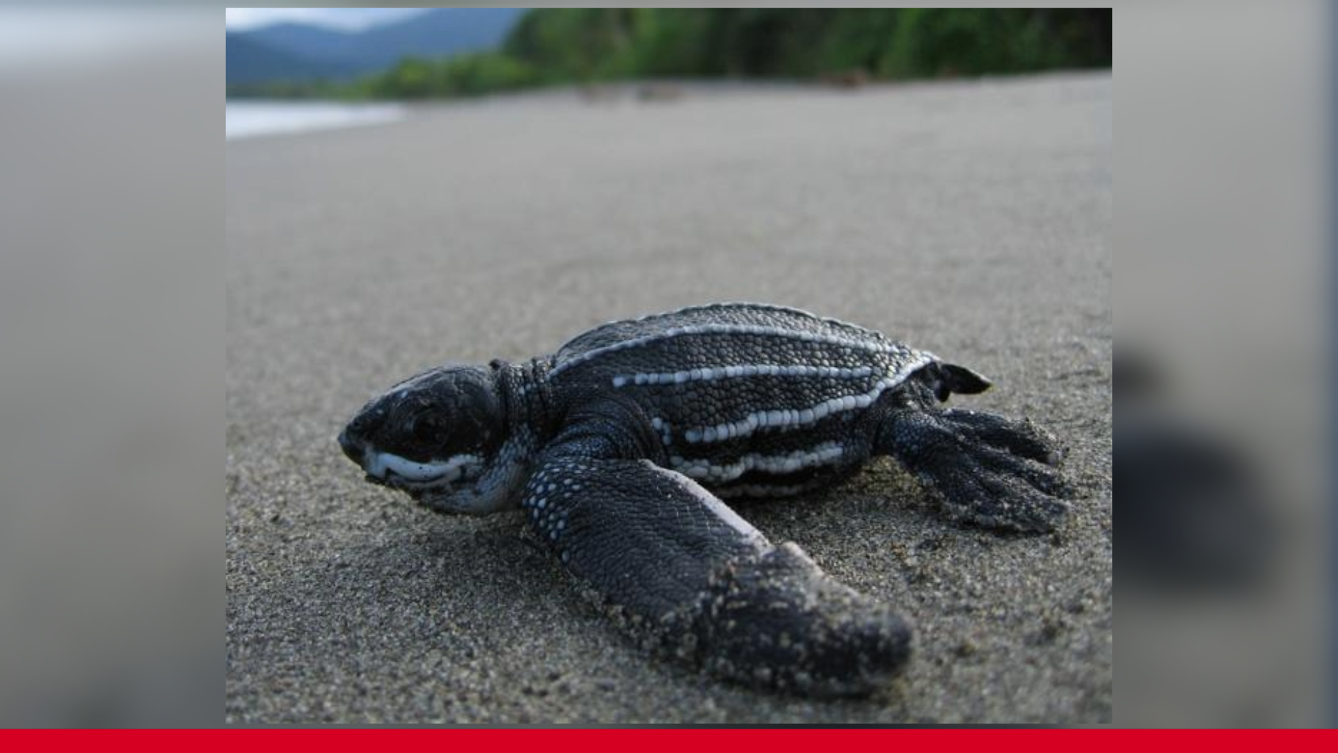 Help protect sea turtles and hatchlings during nesting season WINK News