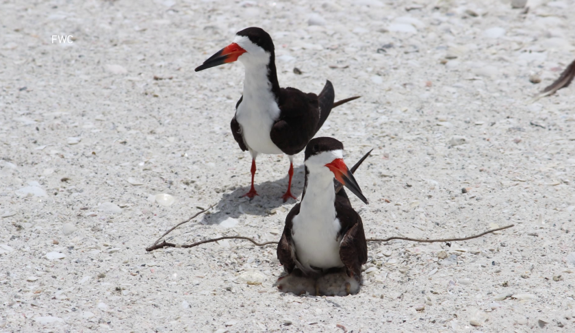 shorebird