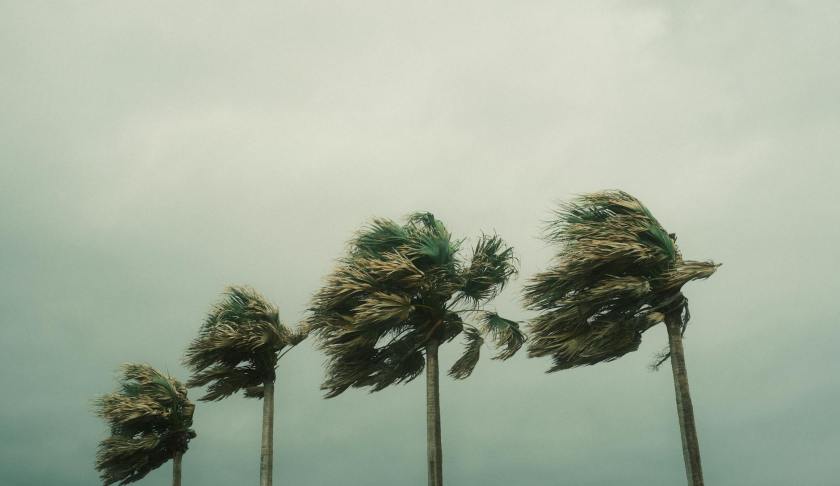 palm trees during a hurricane