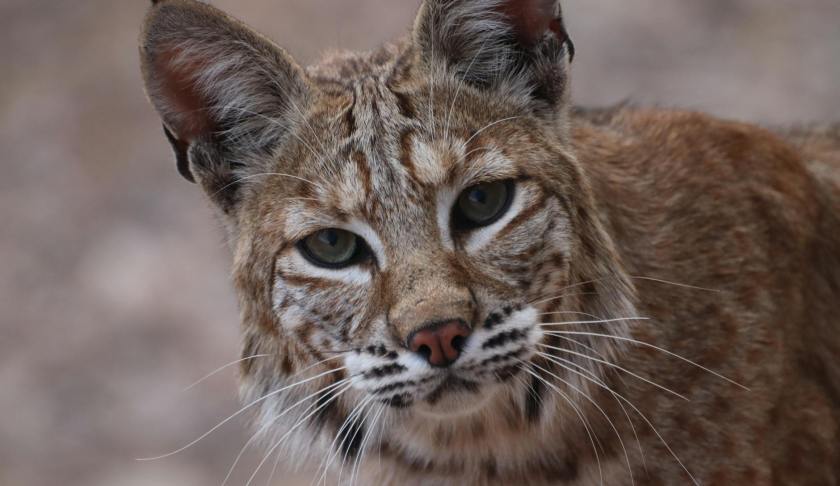 a close up shot of a bobcat