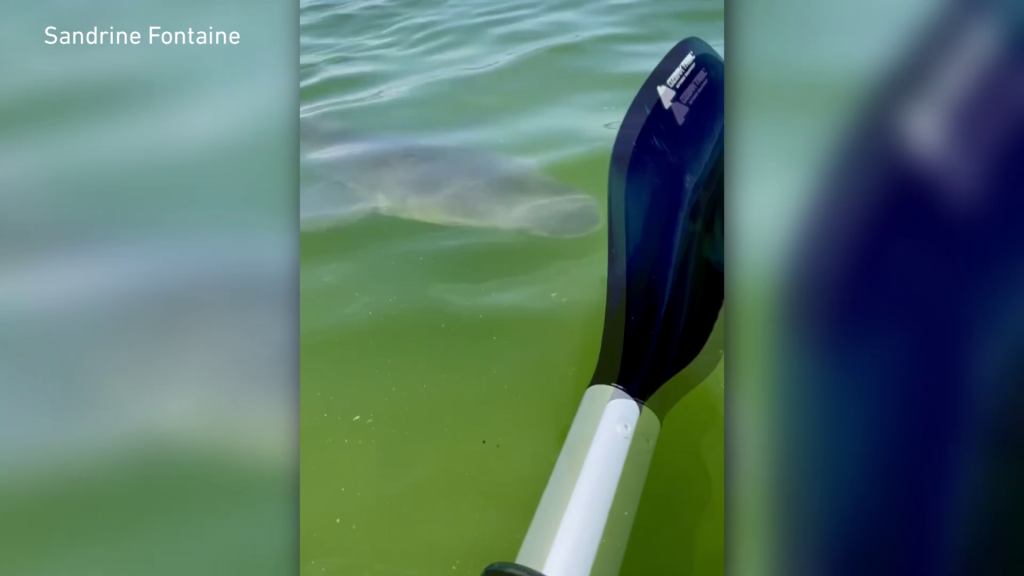 Couple has close encounter with shark while kayaking on San Carlos Bay. (credit; Sandrine Fontaine)