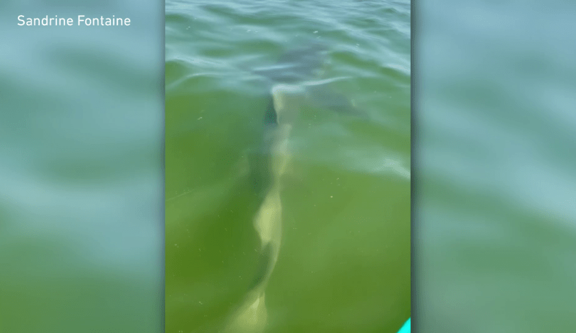 Couple has close encounter with shark while kayaking on San Carlos Bay. (credit; Sandrine Fontaine)