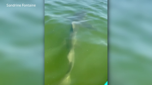 Couple has close encounter with shark while kayaking on San Carlos Bay. (credit; Sandrine Fontaine)