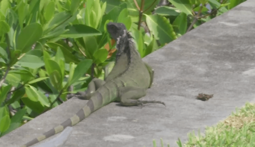 iguanas