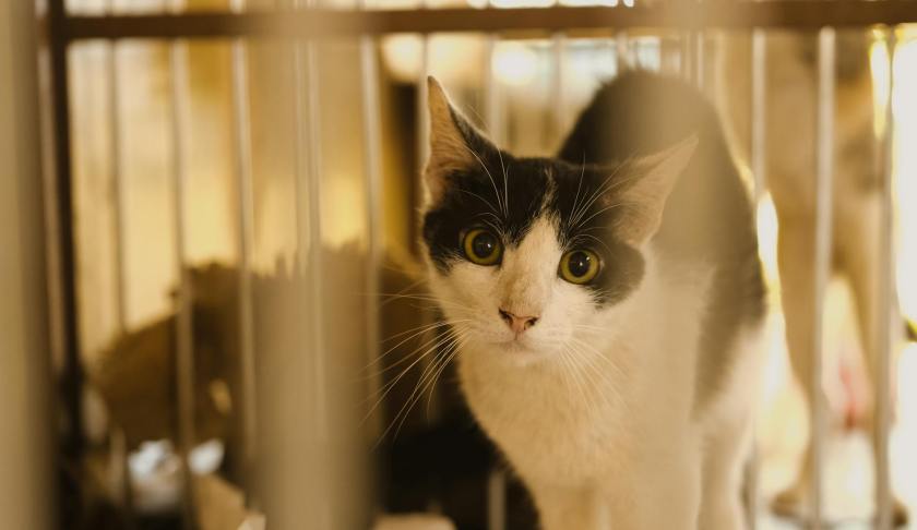 close up of a black and white cat standing in a cage