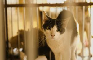 close up of a black and white cat standing in a cage