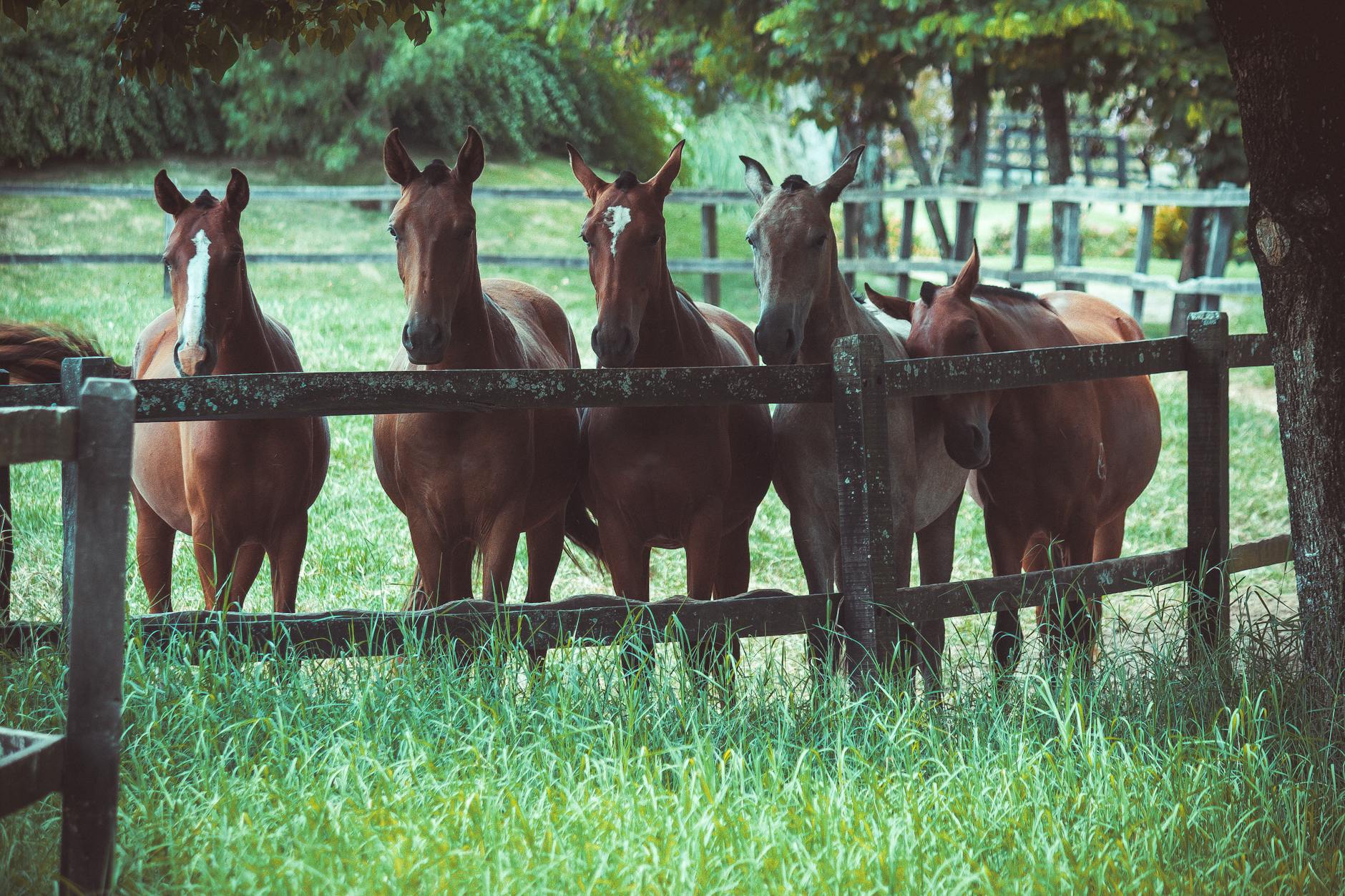 photo of a group of horses
pet plan