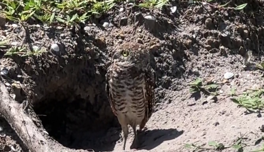 Burrowing Owl