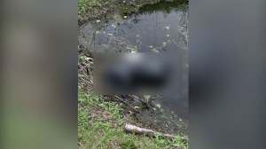 The body of a dog found by a Lehigh Acres canal in a bag. LCSO investigating.