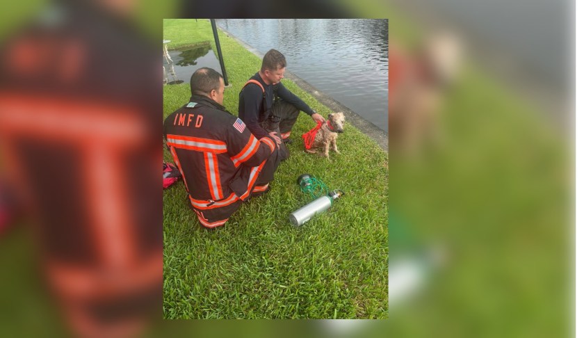 IMFD after saving puppy