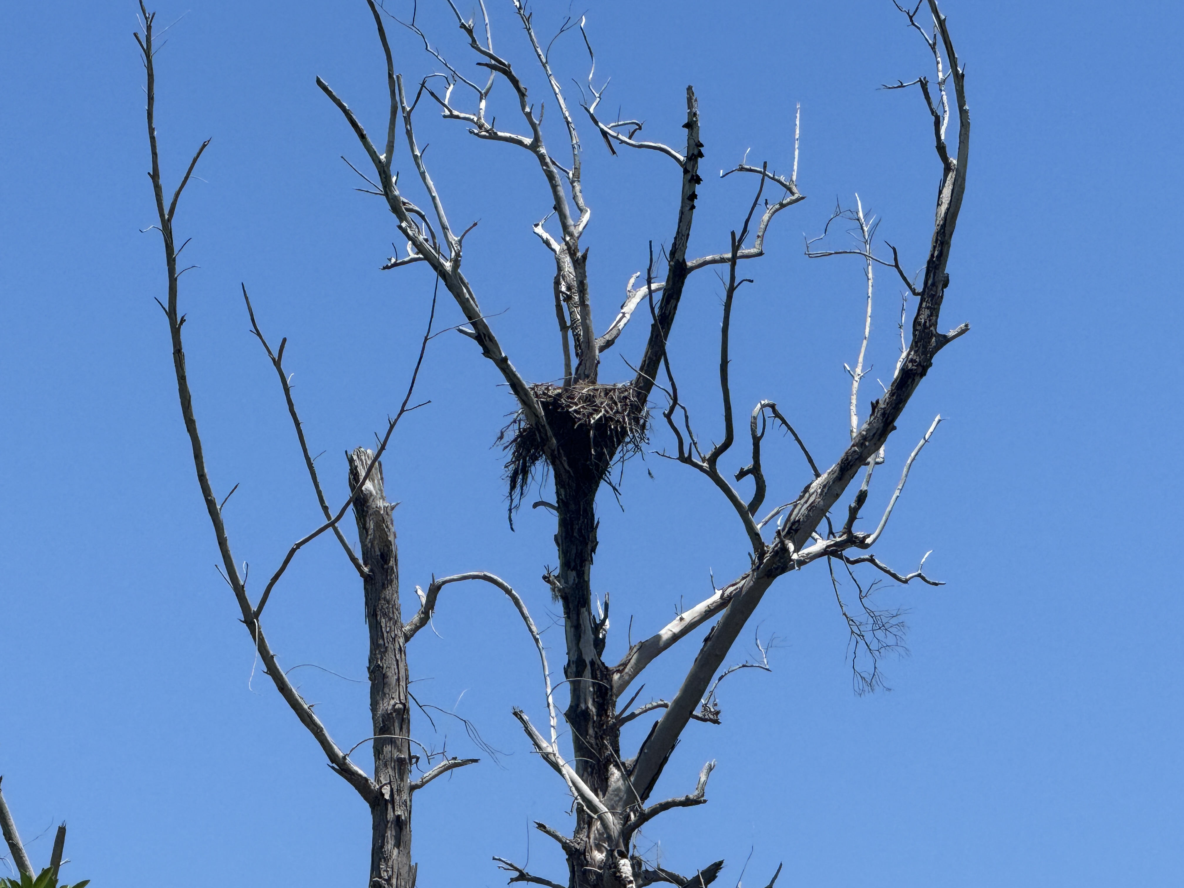 Construction near Dairy Queen eagle nest on Sanibel raises concerns