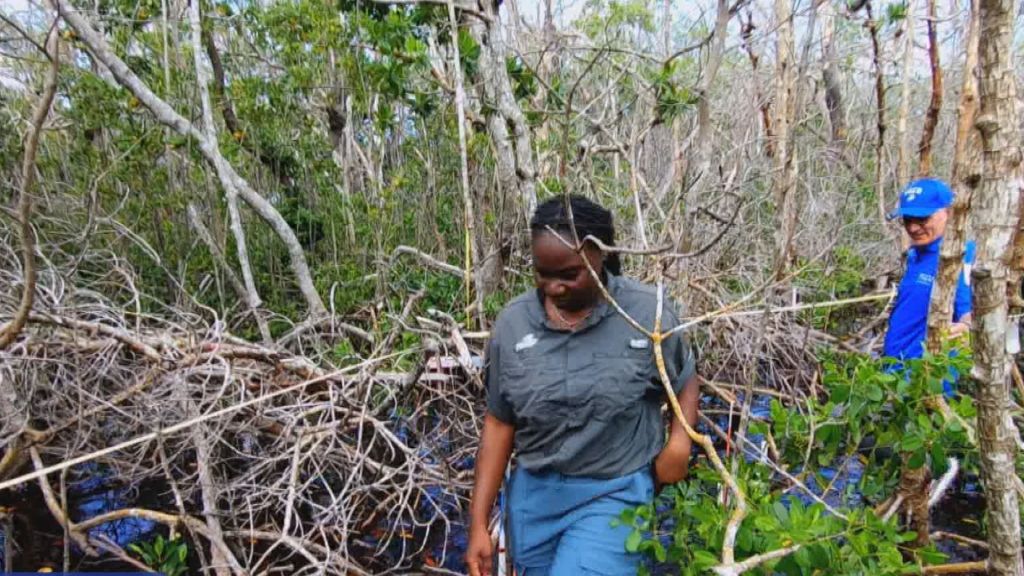 mangroves