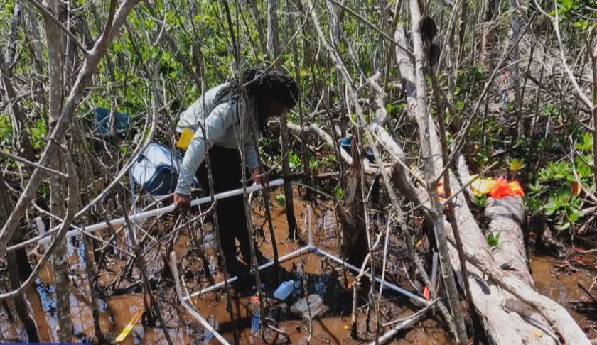 mangroves