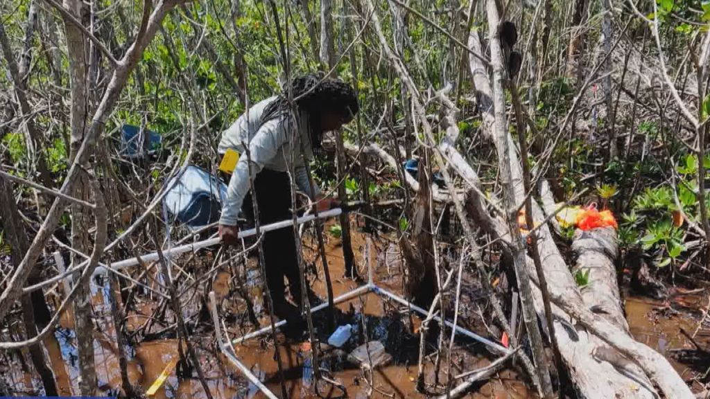 mangroves