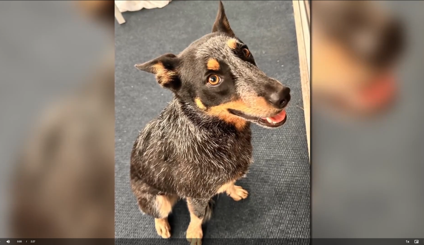 Dog rescued at sea