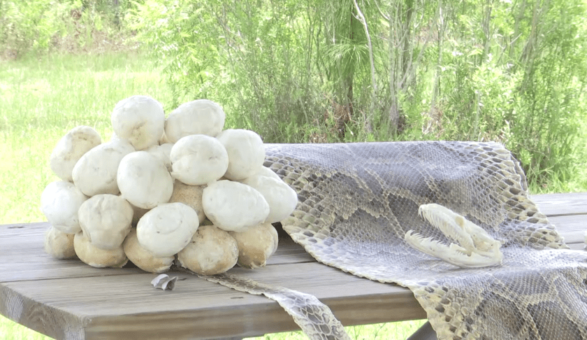 Burmese Pythons