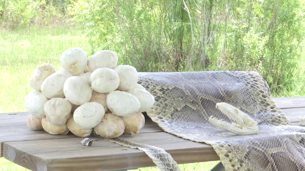 Burmese Pythons