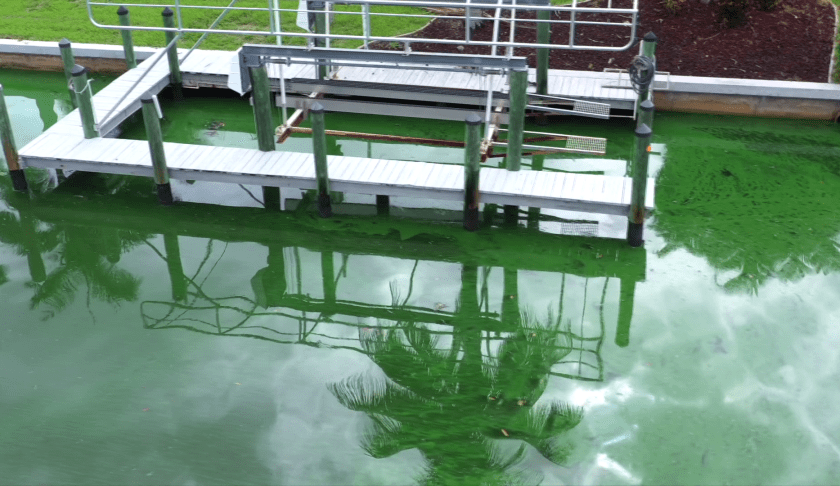 green water, algae