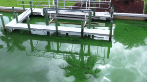 green water, algae