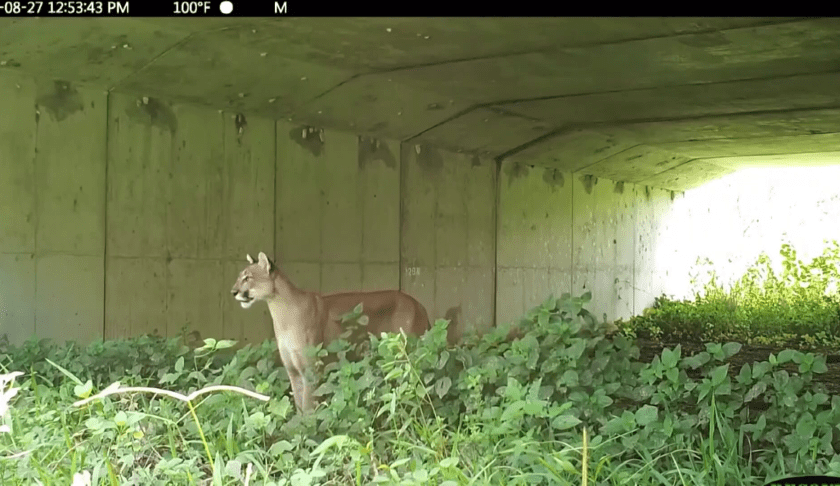 Florida Panther