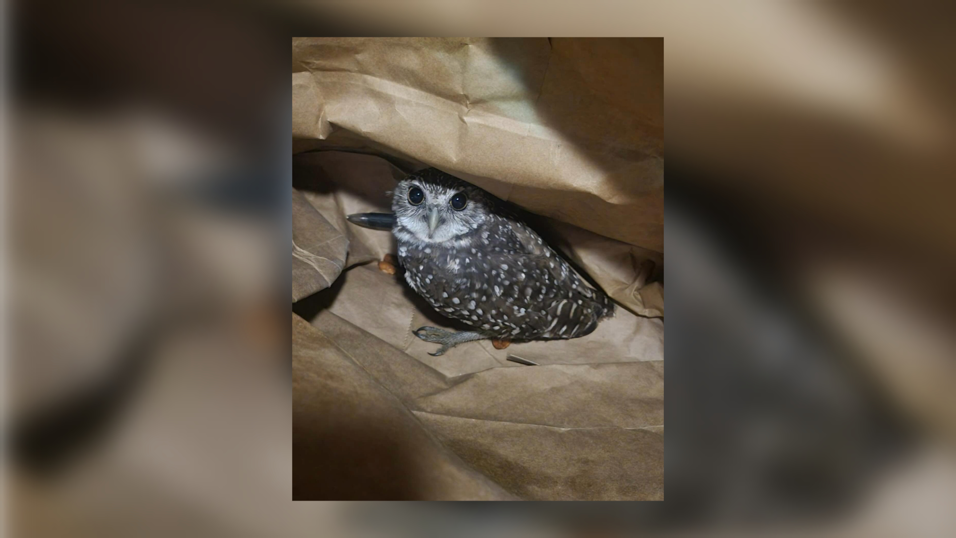 Cape Coral police officer rescues owl