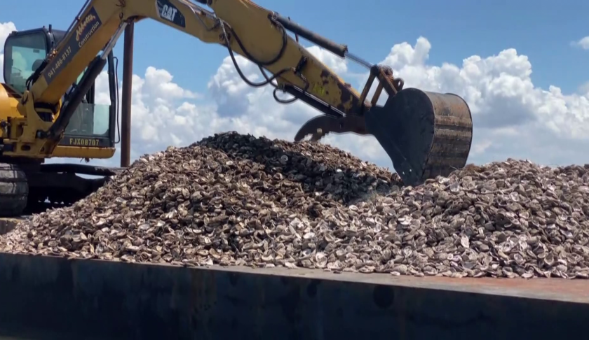 Recycling oysters to improve the environment