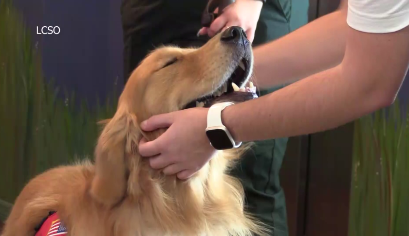 Lee County Sheriff Carmine Marceno is an animal lover and understands the benefits having dogs around can bring people in times of stress.