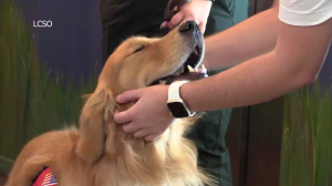 Lee County Sheriff Carmine Marceno is an animal lover and understands the benefits having dogs around can bring people in times of stress.