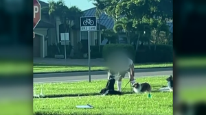 A man was caught on camera roughing up his dogs during a walk in Cape Coral.