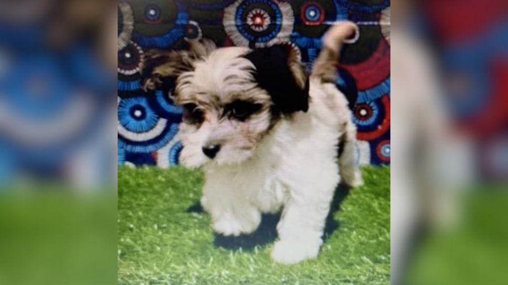 An image of the puppy stolen from Pet Kingdom. CREDIT: FMPD.