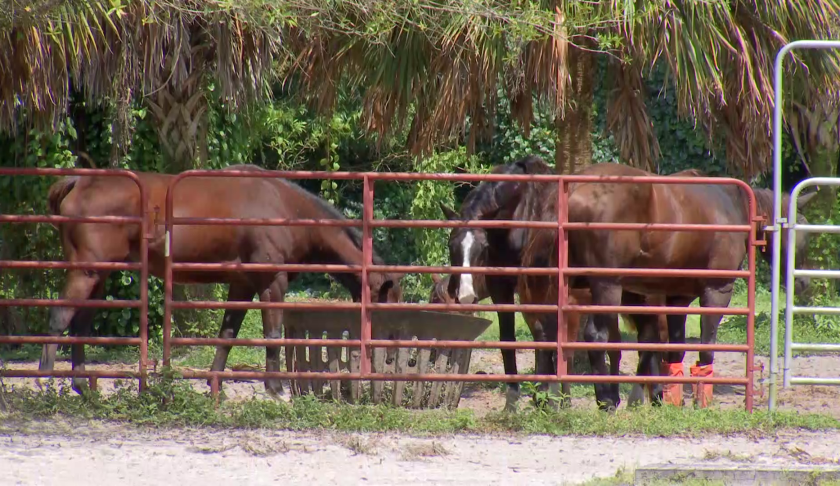 Thoroughbred Rescue