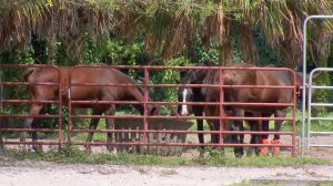 Thoroughbred Rescue