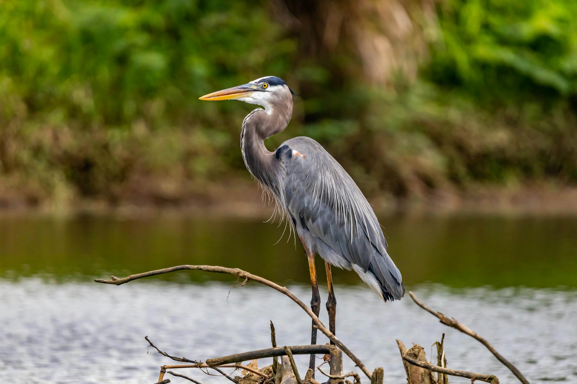 grey feather bird on brown wooden stick