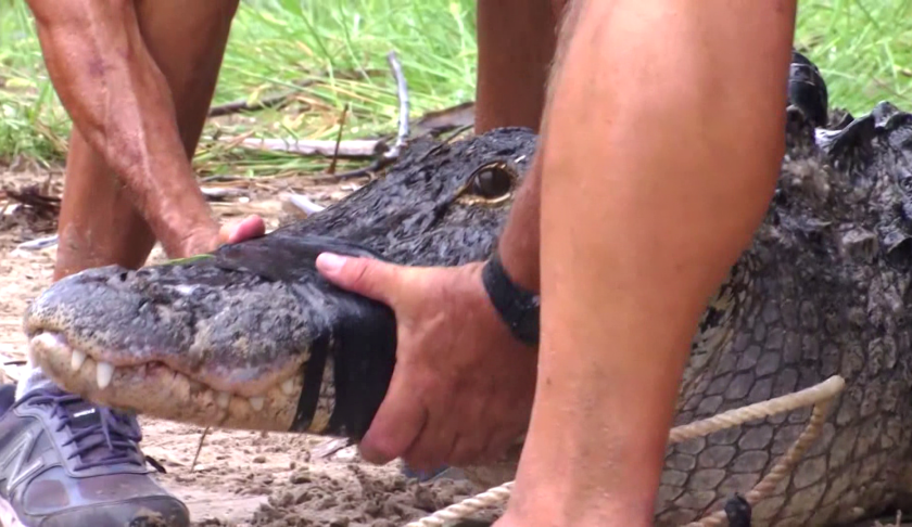 A man continues to adjust to life after losing an arm to an alligator attack.