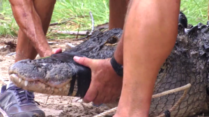 A man continues to adjust to life after losing an arm to an alligator attack.