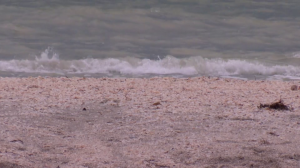 Teenagers saved from rip current on Sanibel