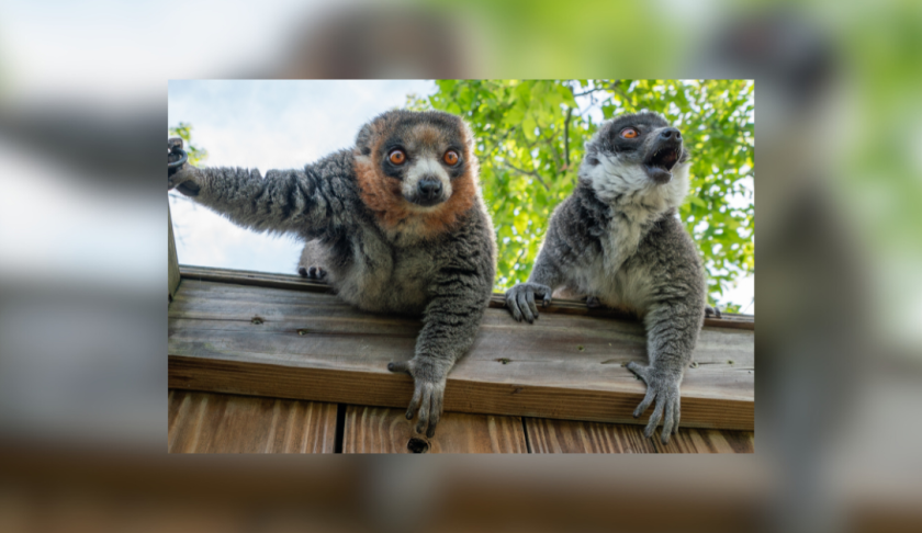 Mongoose Lemurs