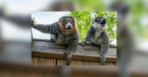 Mongoose Lemurs